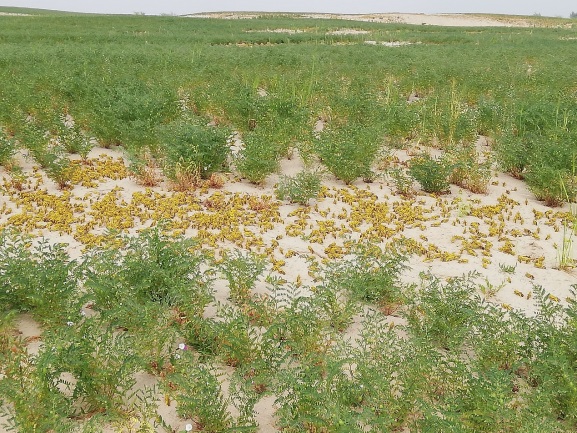 蝗虫动态资讯与小巷中的味觉奇遇