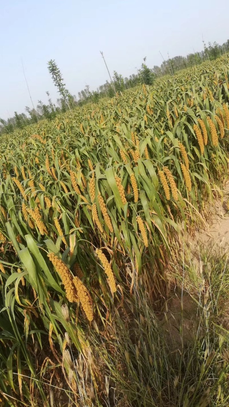 河北谷子最新行情揭秘,巷弄深处的谷香价格揭秘