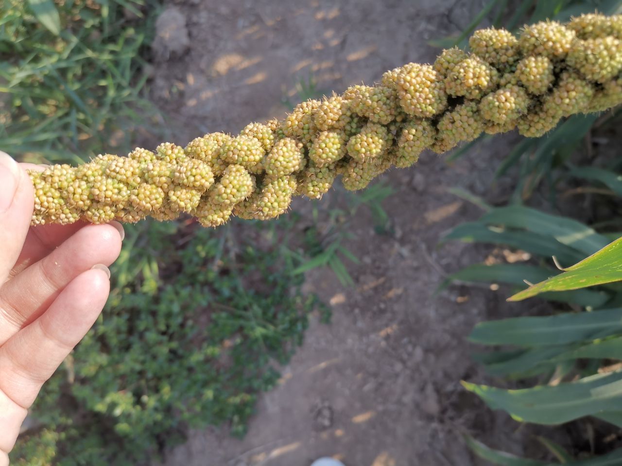 河北谷子最新行情揭秘,巷弄深处的谷香价格揭秘