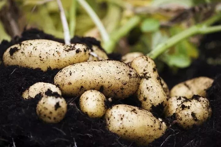 河南土豆市场价格动态及多重因素下的市场走势深度分析