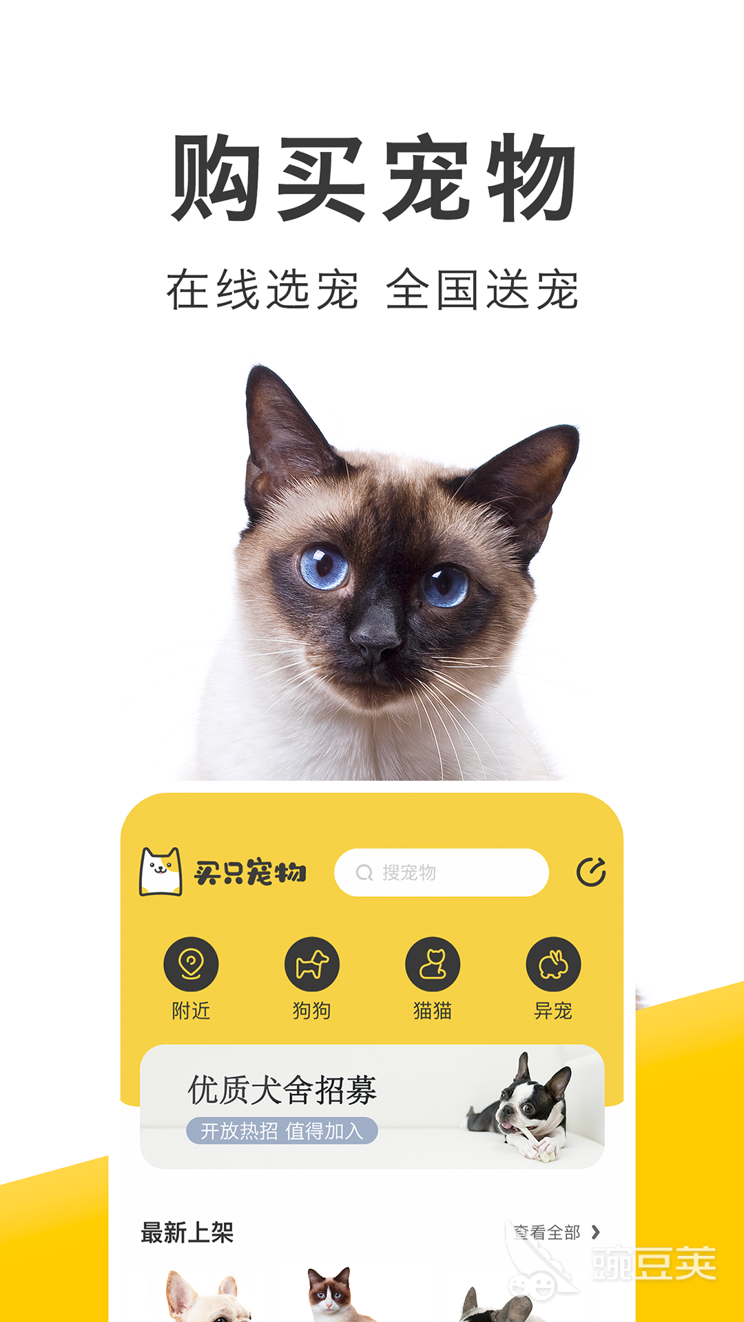 猫咪官方最新版应用详解与论述
