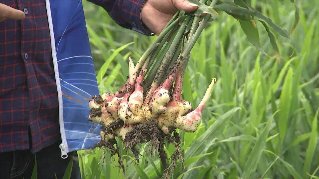 嫩姜行情探索,一场绿色之旅的心灵寻觅