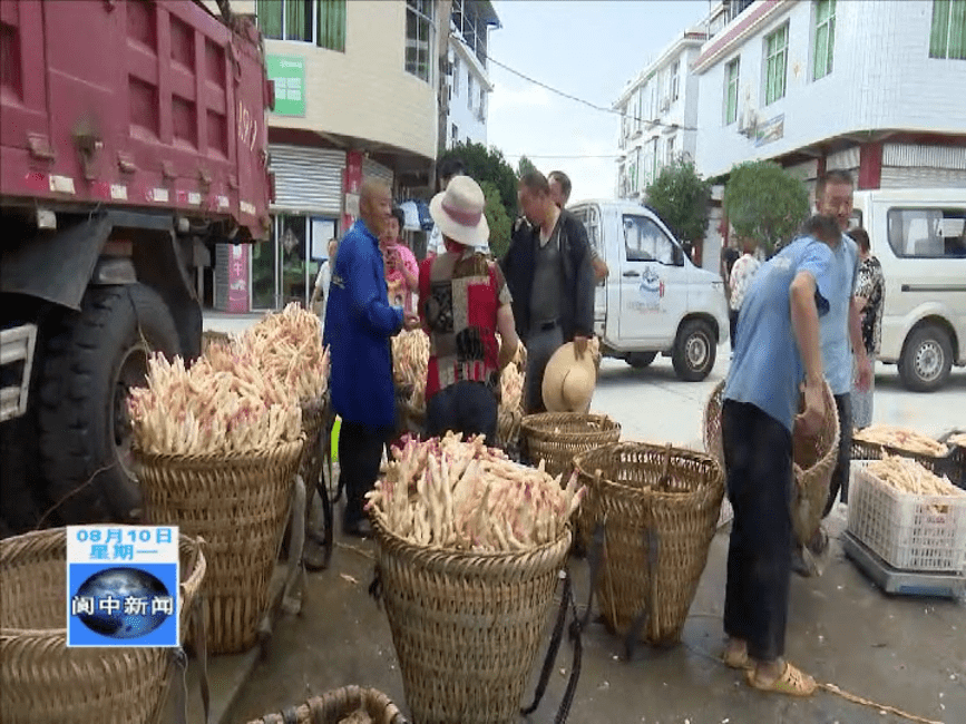 嫩姜行情探索,一场绿色之旅的心灵寻觅
