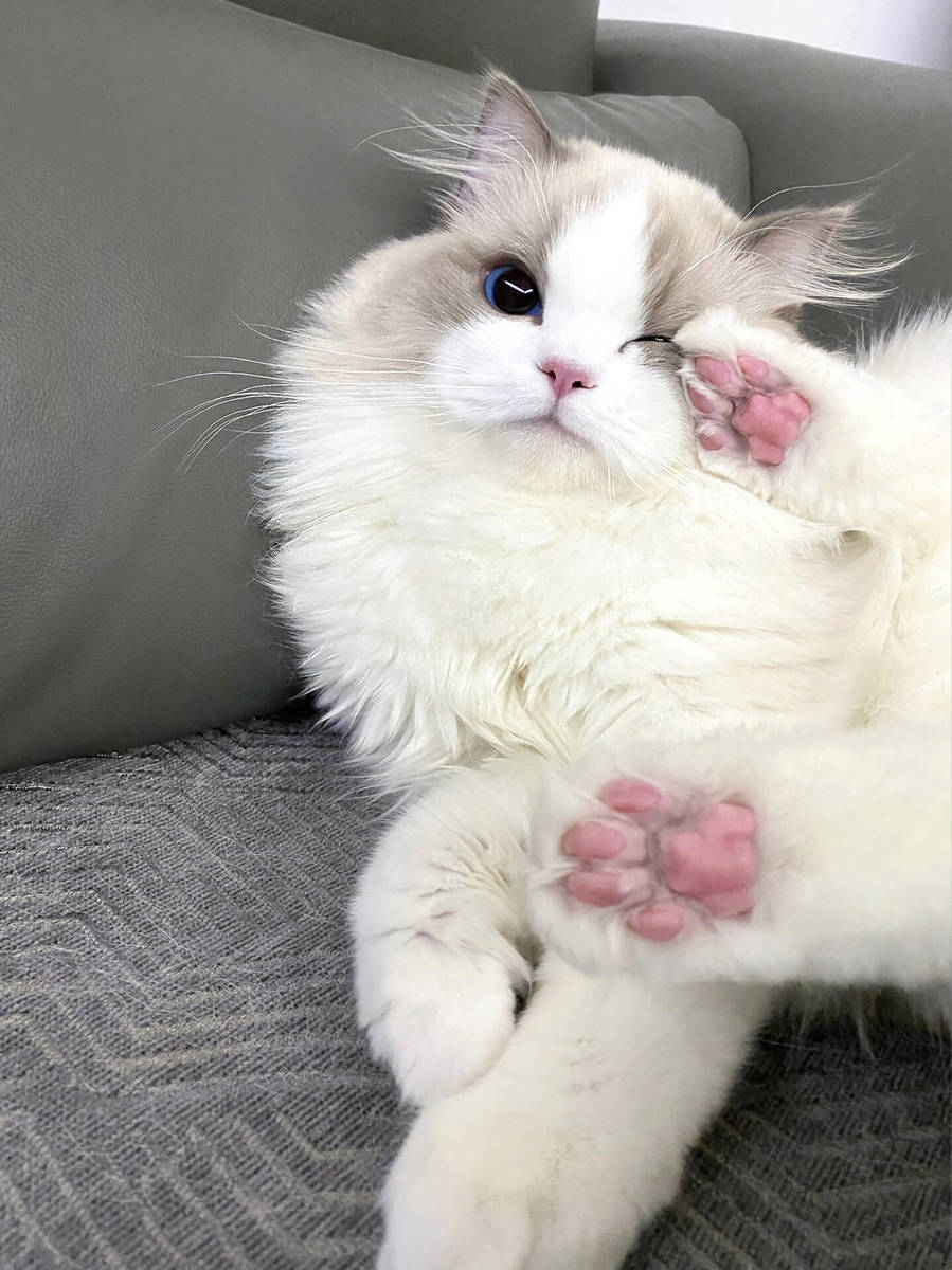 新晋萌宠喵星人,瞬间融化你的心的萌态瞬间!