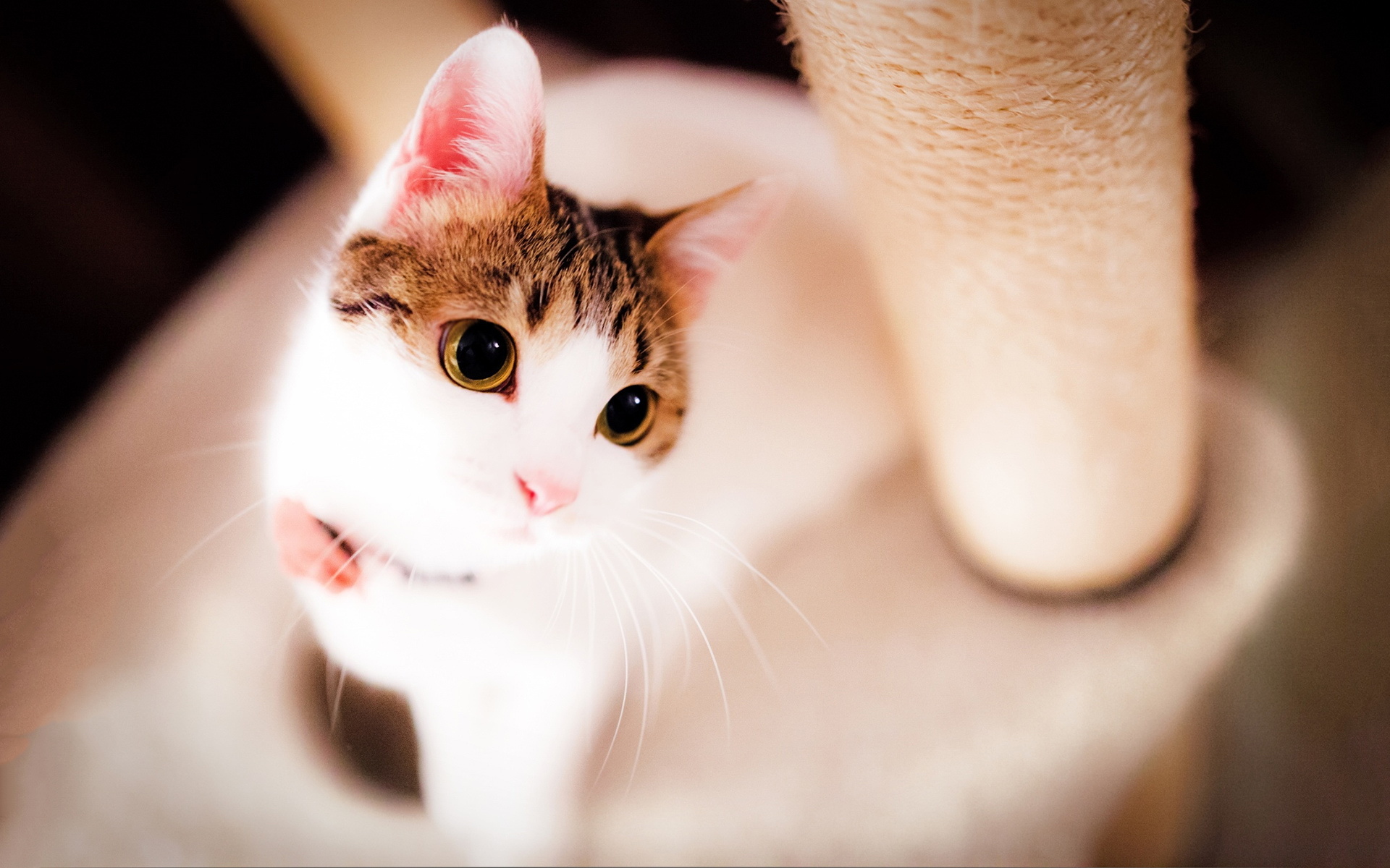 新晋萌宠喵星人,瞬间融化你的心的萌态瞬间!