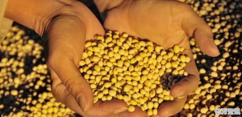 黄豆上市时间的多元观点解析与个人立场阐述