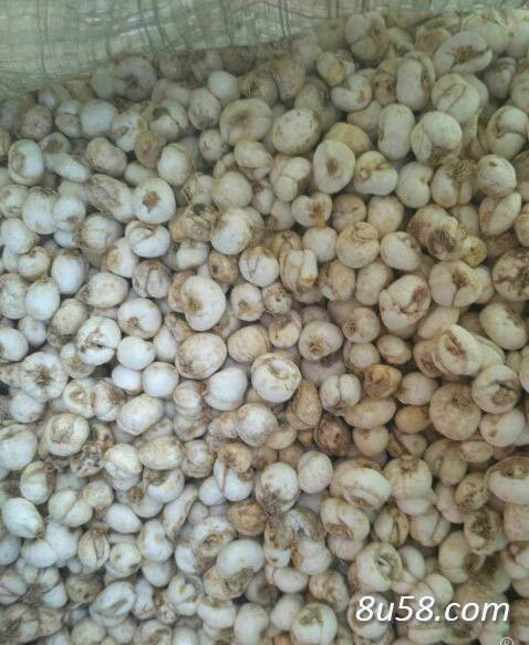 平贝行情深度解析,市场走势一览无余