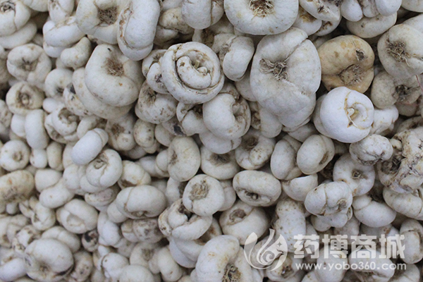 平贝行情深度解析,市场走势一览无余