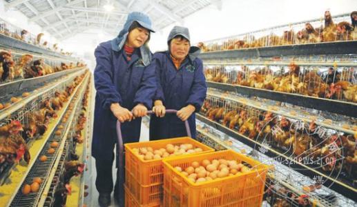 科技引领养鸡新时代,揭秘2017年散养鸡价格行情展望