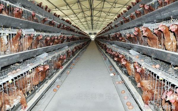 科技引领养鸡新时代,揭秘2017年散养鸡价格行情展望