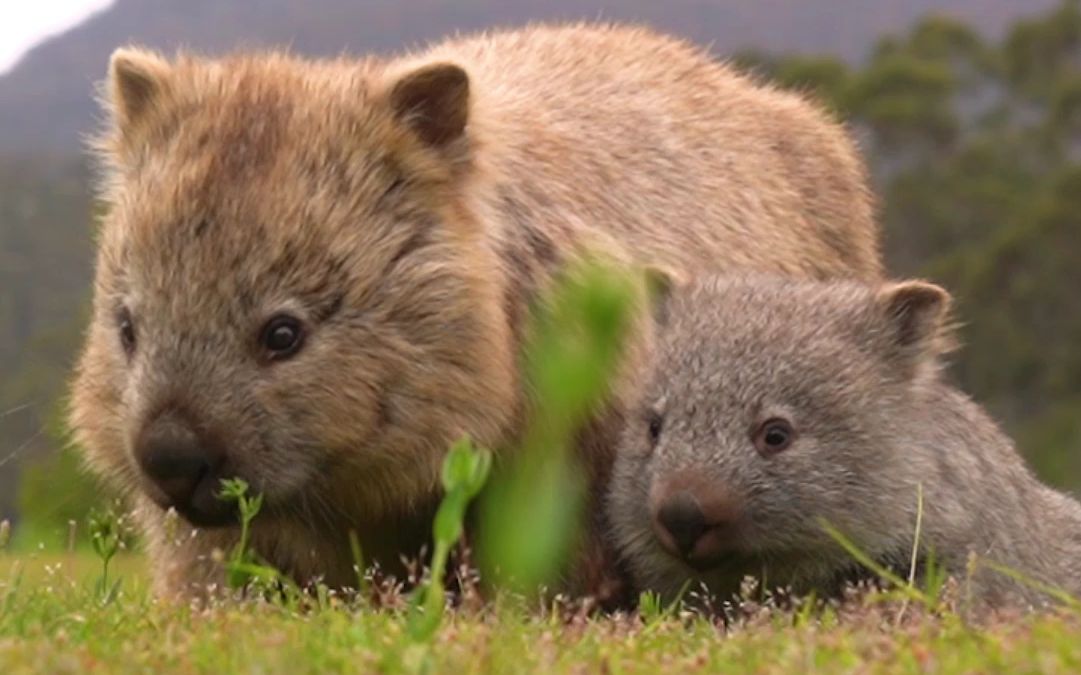 袋熊视频新版,探索小巷中的影像宝藏,领略未知魅力