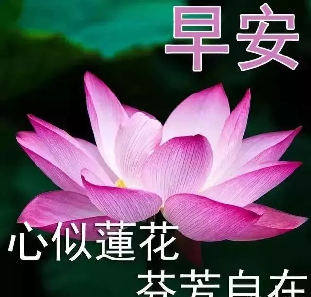 朝阳之姿,拥抱学习与成长的力量——最新早安美图分享