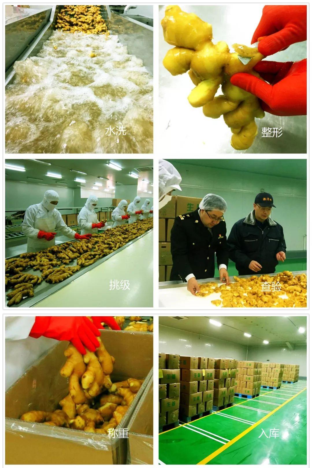 安丘生姜最新价格行情，机遇与挑战并存，自信与成就感同行
