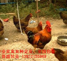 科技新品重塑麻鸡价值体验，麻鸡价格解析
