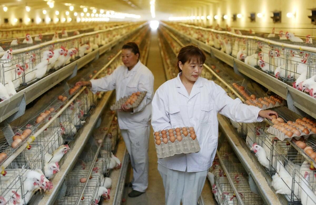 双淘汰比赛制度下的竞赛模式深度探究