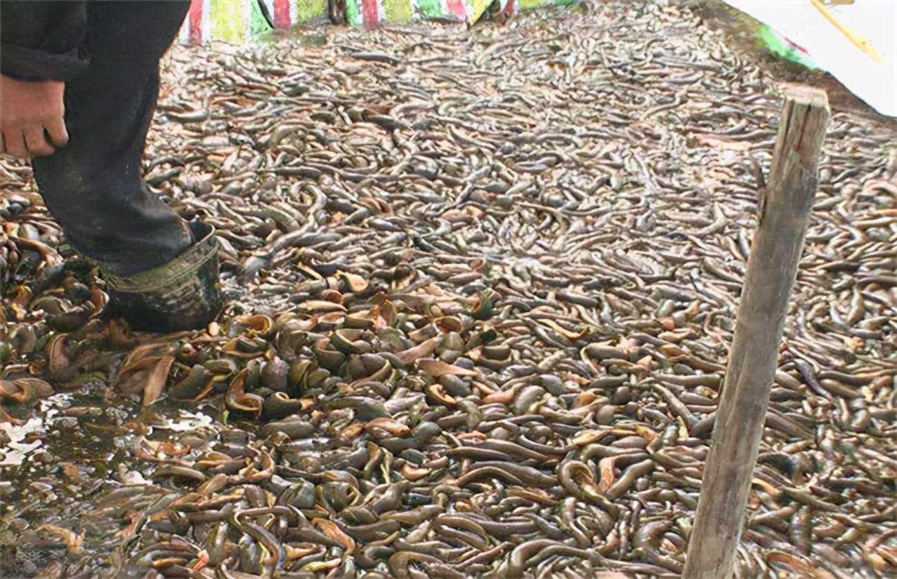 科技助力洞悉水蛭市场新行情与价格动态