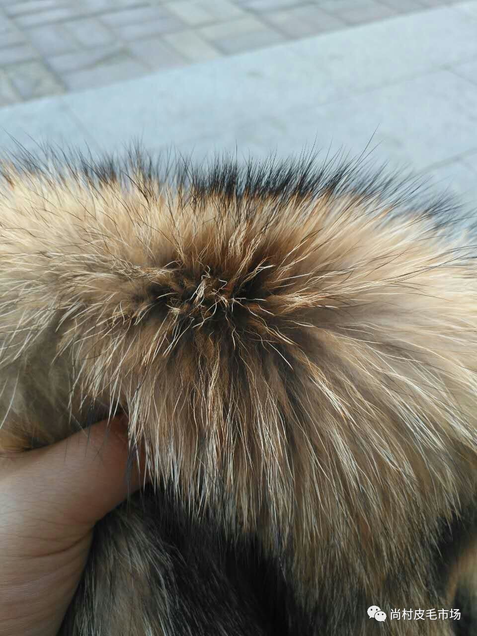 最新貉皮市场价格行情及趋势分析