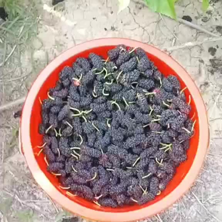 鲜桑葚价格全面解析，选购优质桑葚的指南