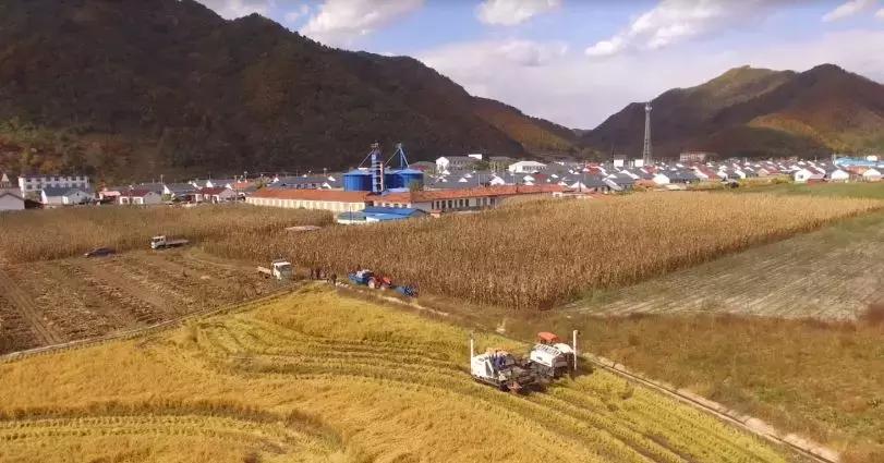 通化玉米最新价格行情动态更新📊🌽