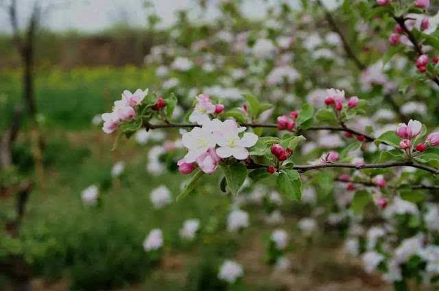风中的花瓣演员表——智能娱乐时代的高科技呈现