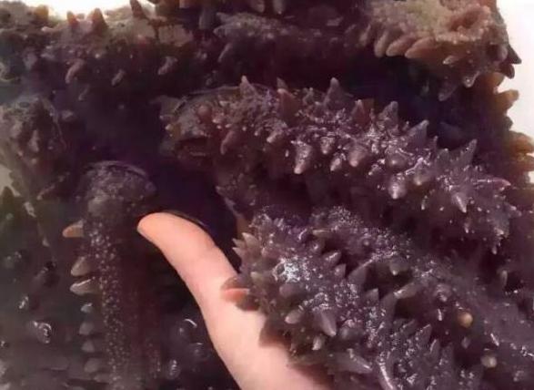 科技赋能品质生活,揭秘俄罗斯海参最新价格与超凡体验