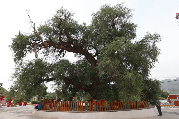 榆树吧最新资讯揭秘,小巷深处的隐藏版特色小店
