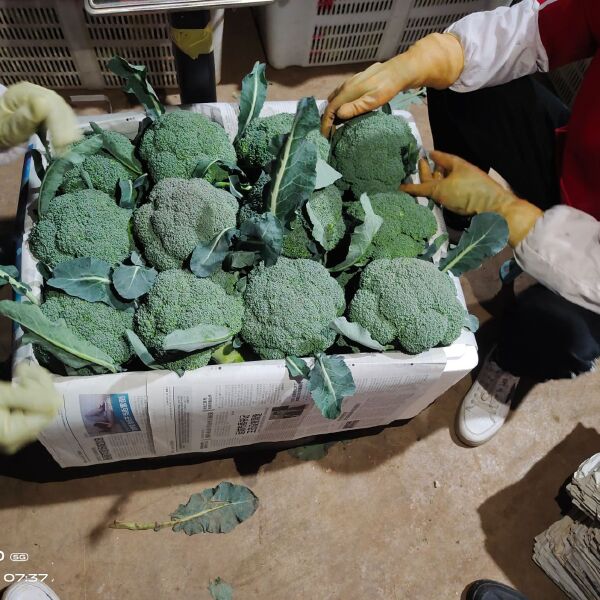 云南西兰花市场价深度解析,市场分析及其影响