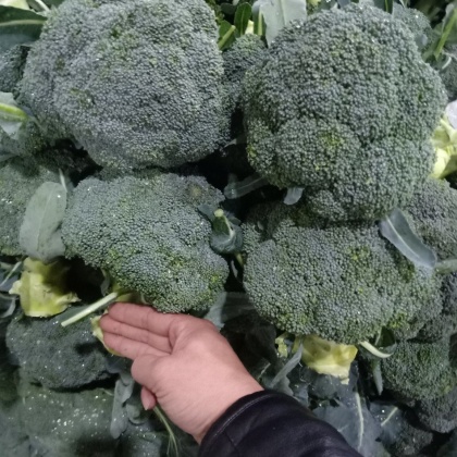 云南西兰花市场价深度解析,市场分析及其影响