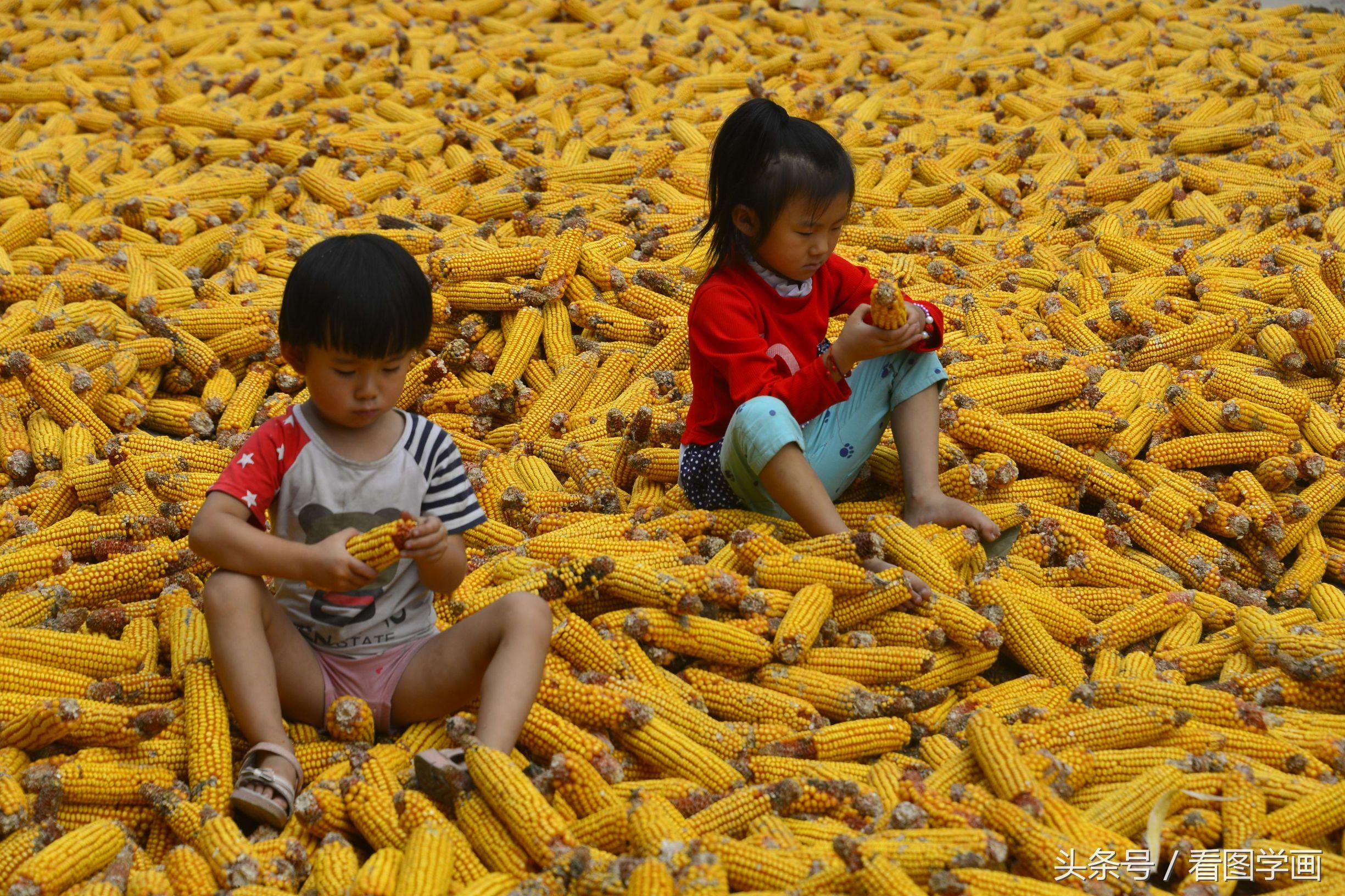 聊城玉米价格动态,全面指南与最新动态更新