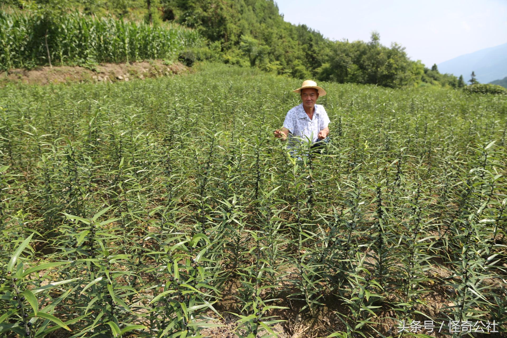 解析苍术种子的价格走势，市场趋势与影响因素探讨