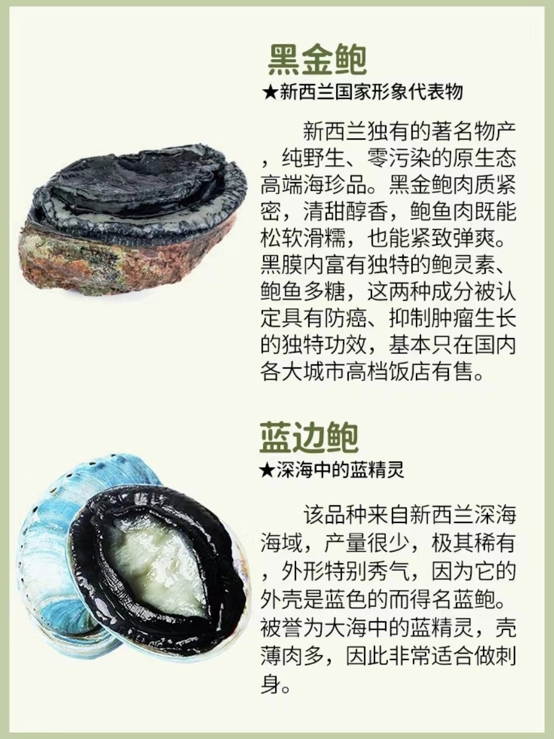 揭秘最新鲍鱼品种,盛宴美味,不容错过!