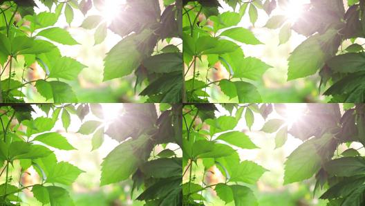 叶子视频最新动态,探索要点、趋势与特色解析