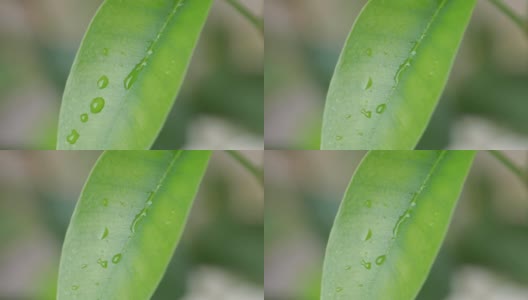 叶子视频最新动态,探索要点、趋势与特色解析