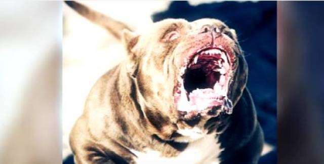 最新狗杂,自然美景的心灵之旅