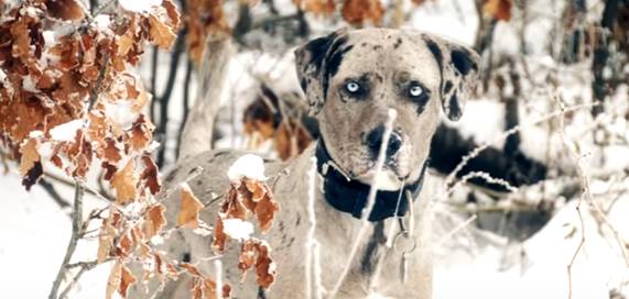 最新狗杂,自然美景的心灵之旅