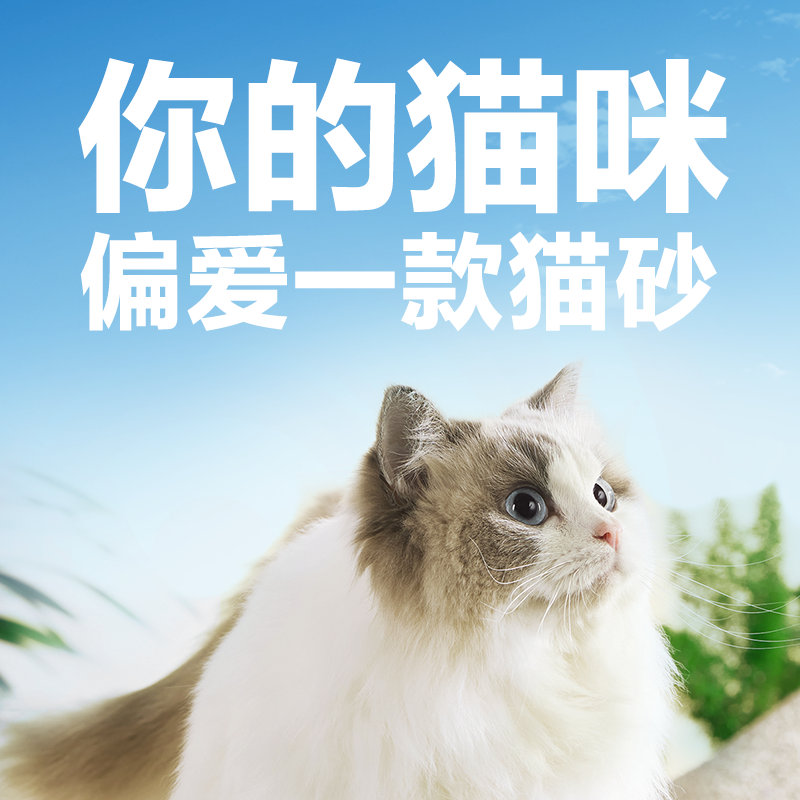 猫最新域名，观点阐述与深度分析
