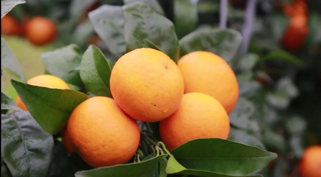 最新橙品种解析,观点阐述与深度探讨