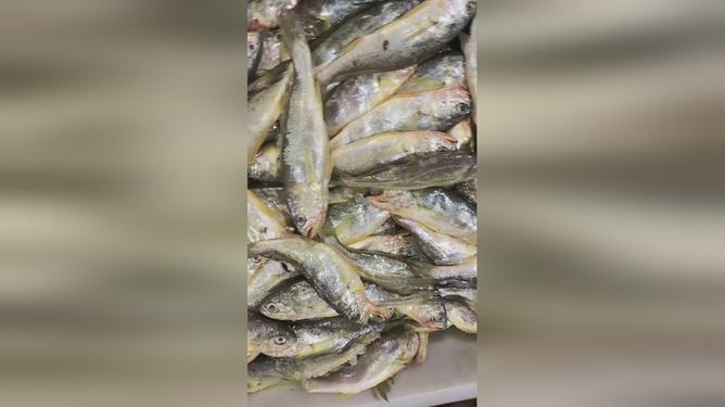 最新鱼电影,海洋奇幻之旅的银幕盛宴探秘之旅