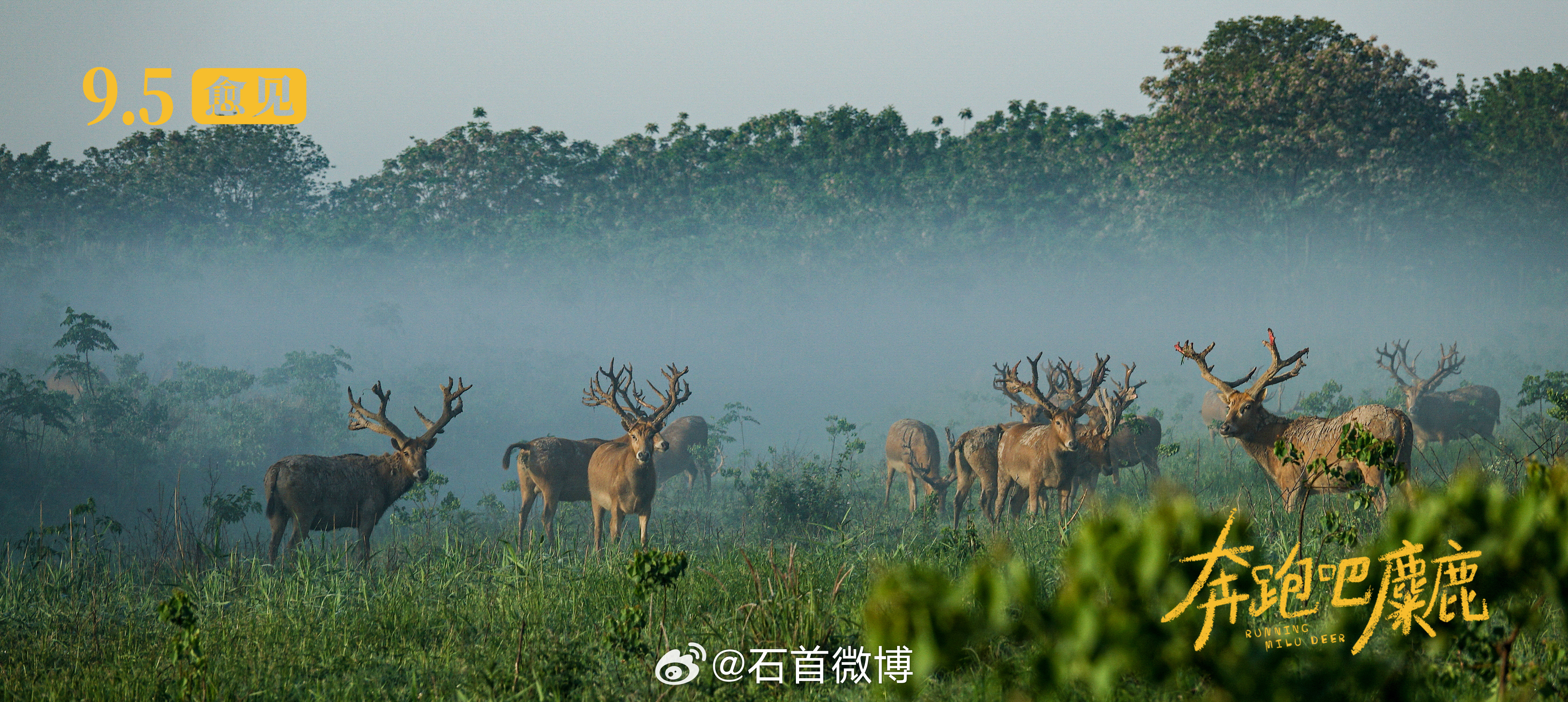 最新鹿电影，温馨日常与友情魔法的璀璨之旅