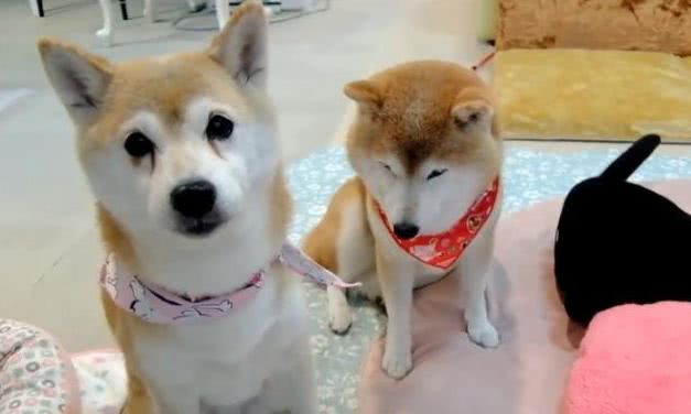 最新柴犬，背景、影响与地位的全面解析