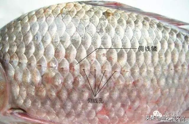 鱼类最新分类，探索海洋奥秘，成就感的源泉之旅