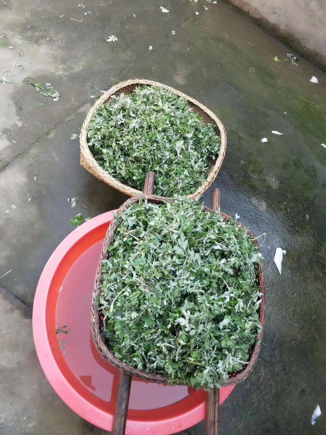 柚子最新代,全新魅力体验之旅🌟