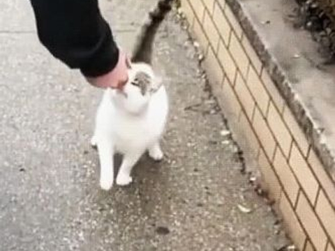 最新撸猫风尚,猫咪时尚魅力与生活科普探索