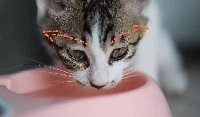 最新撸猫风尚,猫咪时尚魅力与生活科普探索