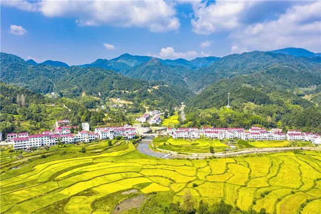 乡岗最新动态,乡村振兴带来农村就业新机遇