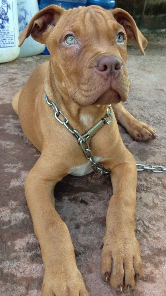 比特羊最新指南,任务完成与技能学习步骤攻略