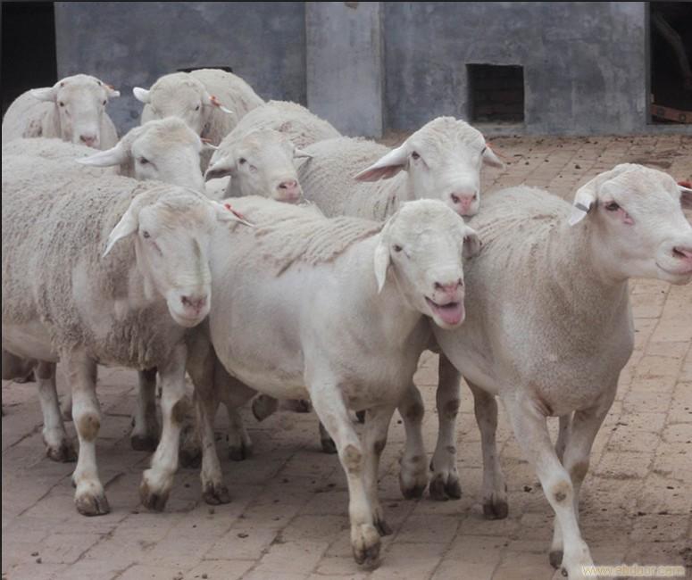 比特羊最新指南,任务完成与技能学习步骤攻略